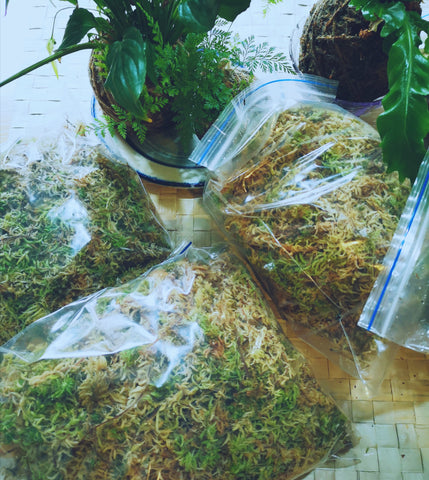 Sphagnum Moss Pack 500gm